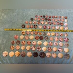 110 - Sanibel Island Scallop Seashell Collection.  Great for crafters.